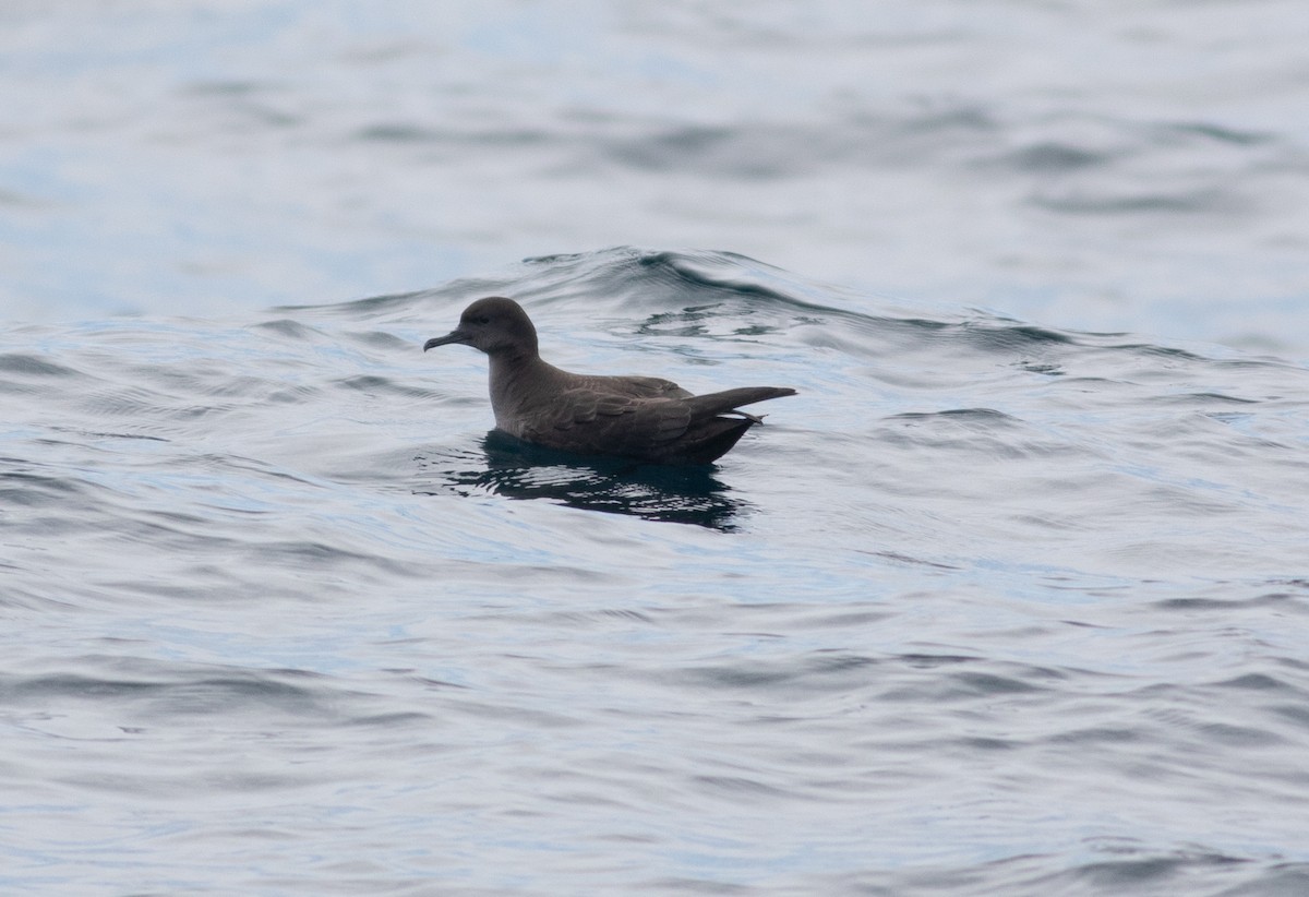 Sooty Shearwater - ML620164161