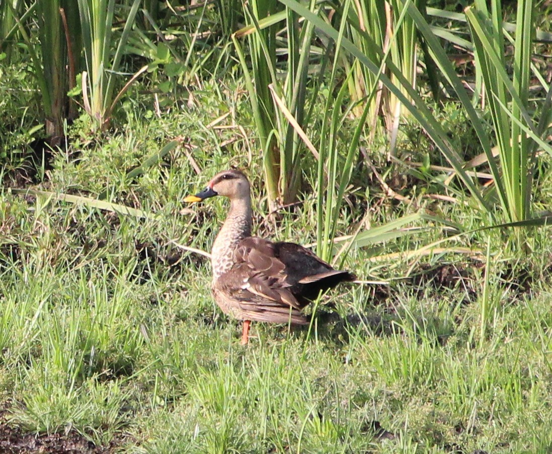 Indian Spot-billed Duck - ML620164171