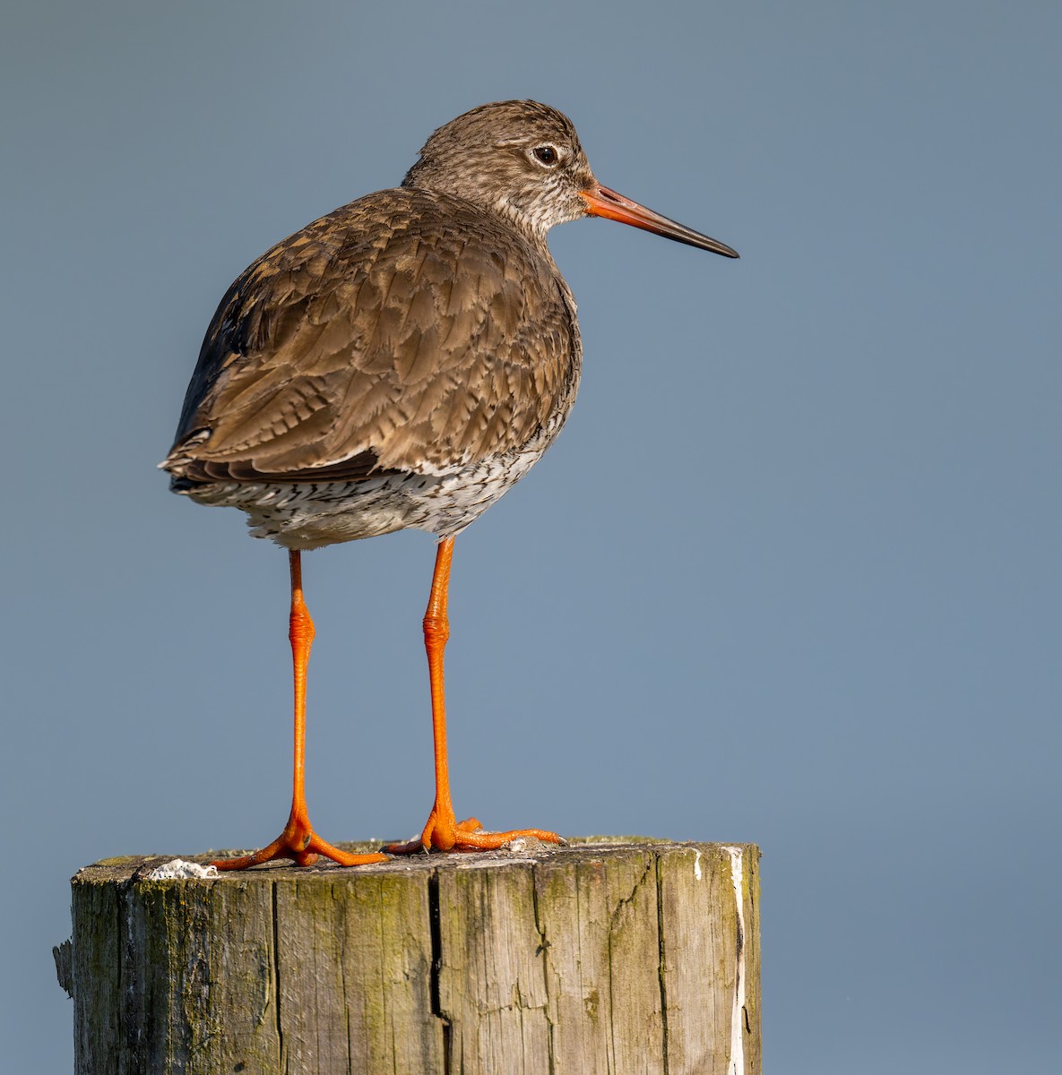 Common Redshank - ML620164178