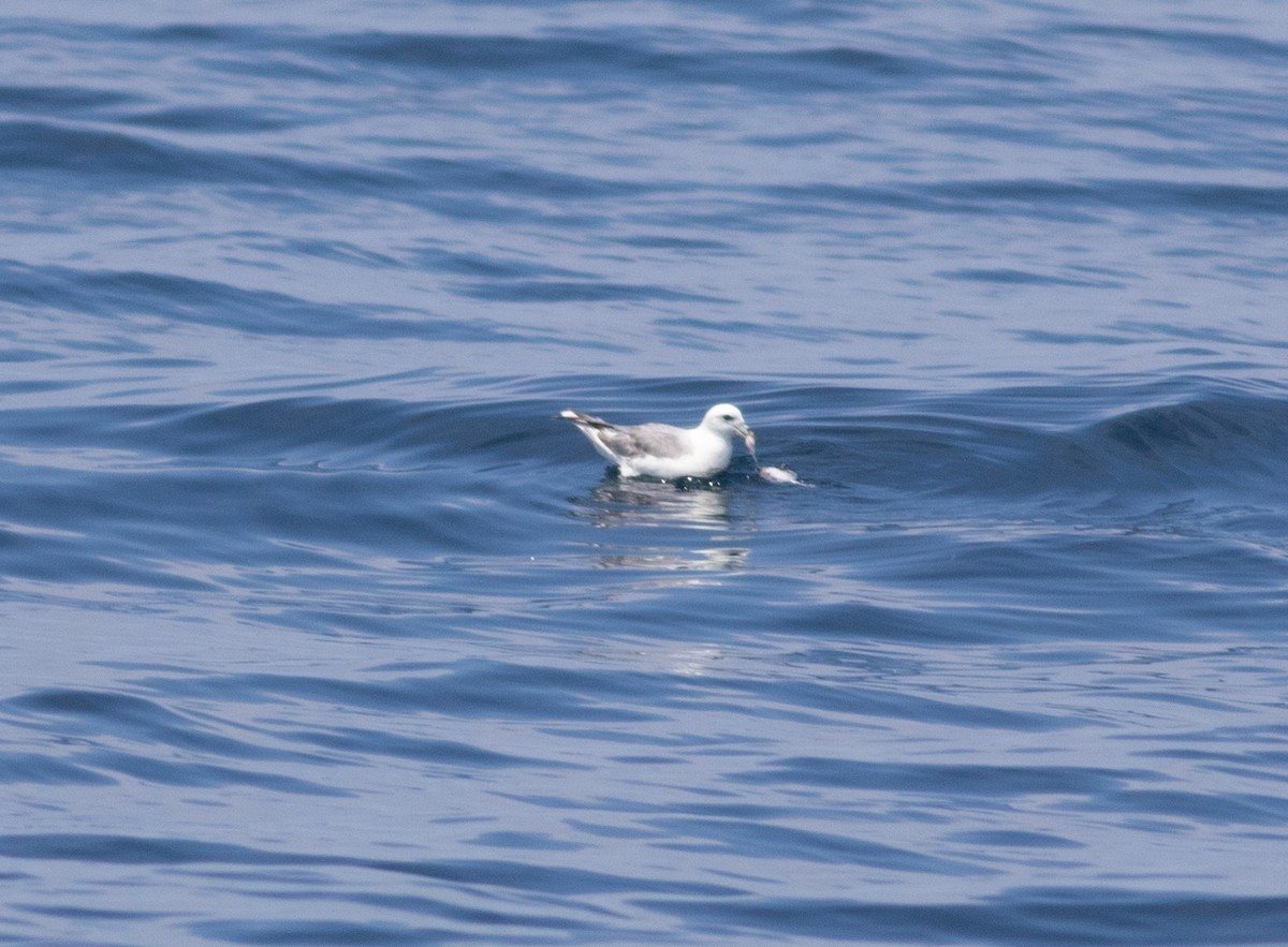 Eissturmvogel (glacialis/auduboni) - ML620164179