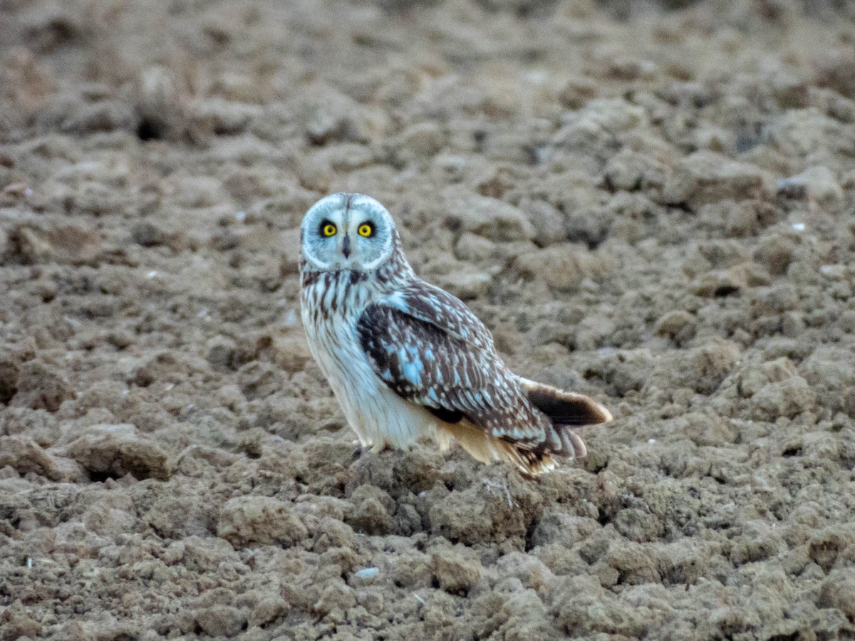 Short-eared Owl - ML620164184