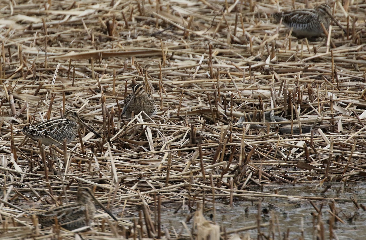 Common Snipe - ML620164189