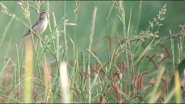 Aquatic Warbler - ML620164191