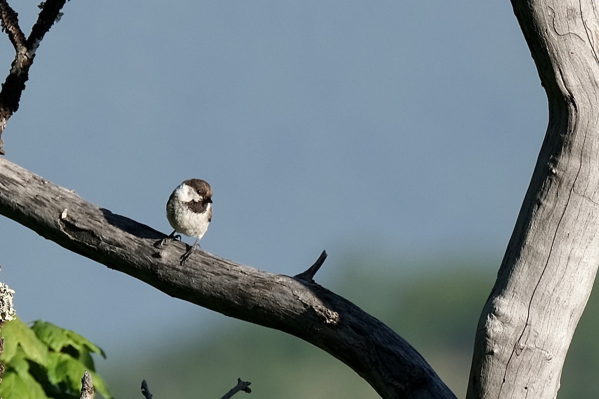 Caspian Tit - Alvand Mohammadalizadegan