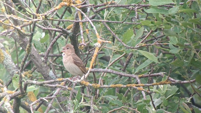 Common Rosefinch - ML620164238