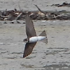 Bank Swallow - ML620164242