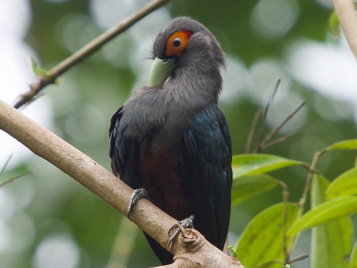 Chestnut-bellied Malkoha - ML620164252