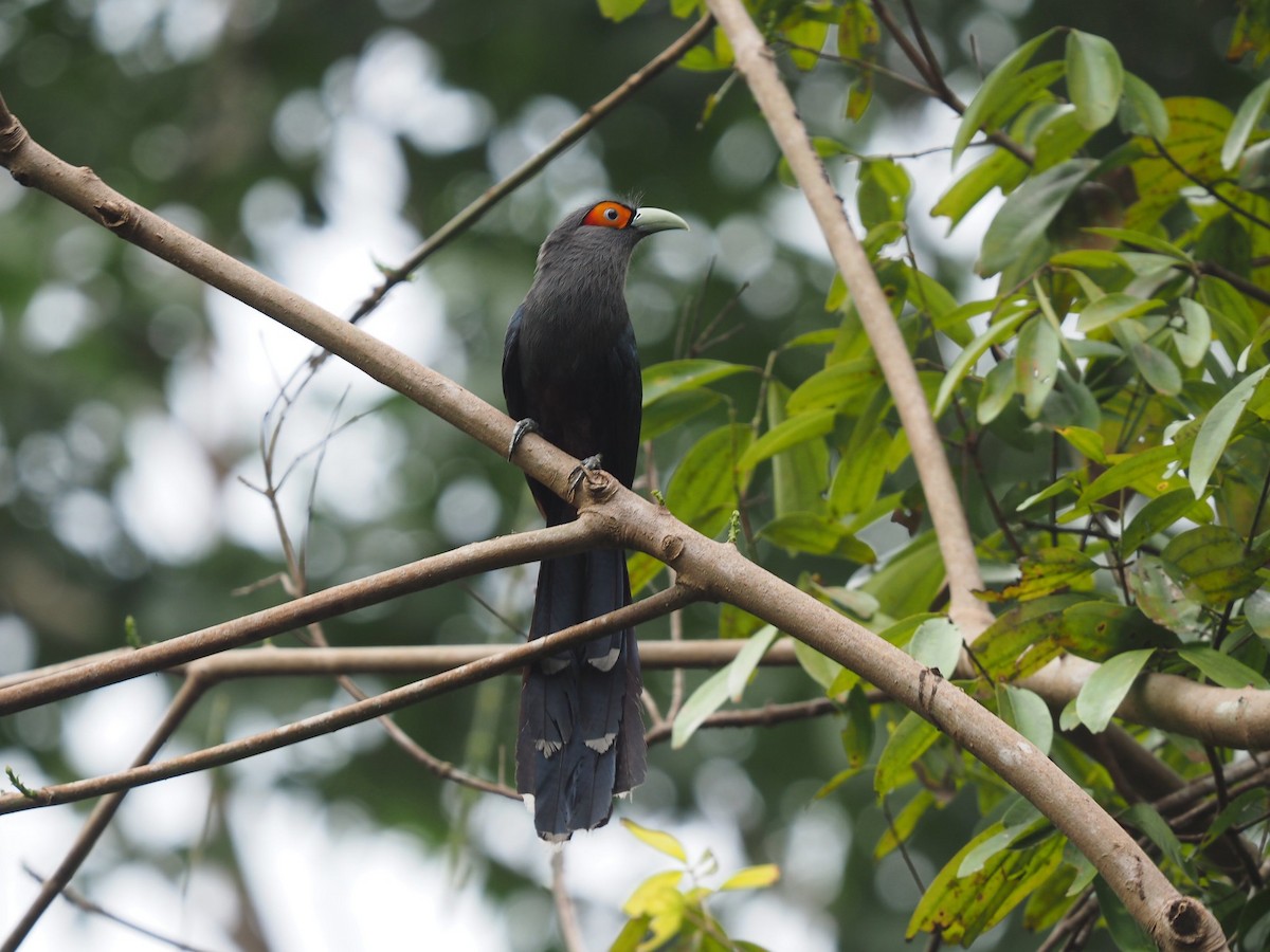 Chestnut-bellied Malkoha - ML620164253