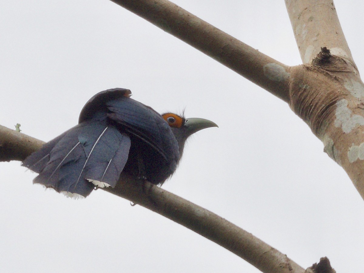 Chestnut-bellied Malkoha - ML620164257