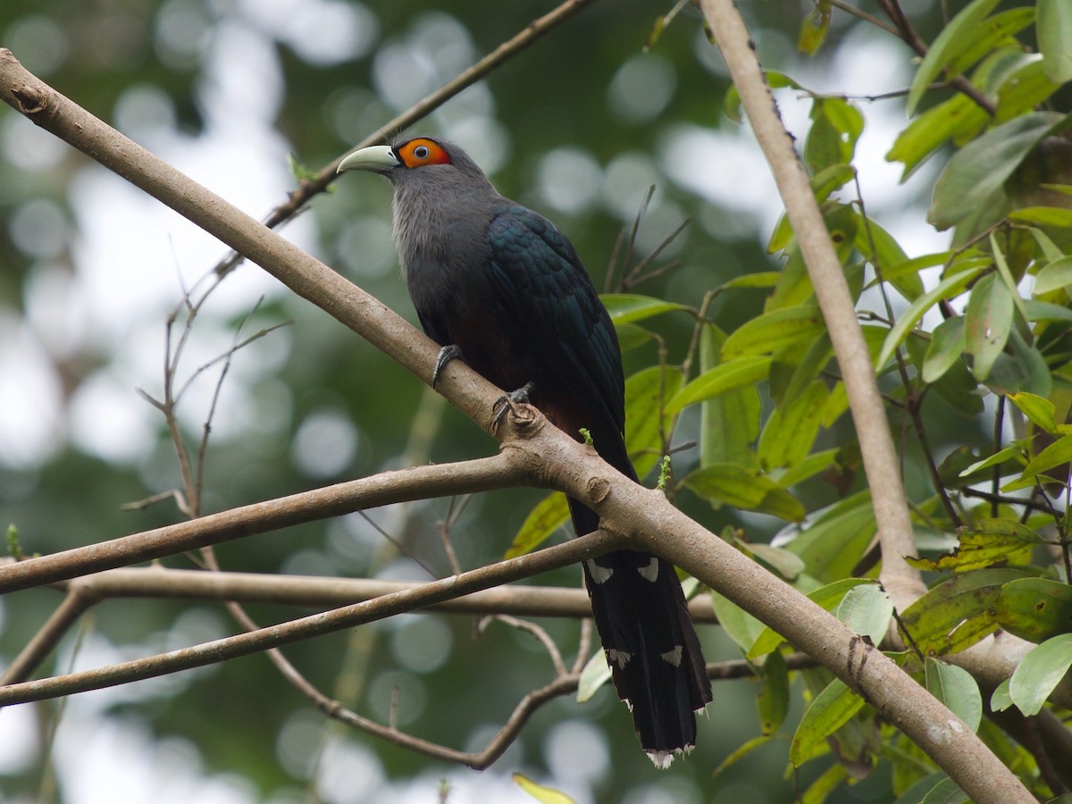 Chestnut-bellied Malkoha - ML620164258