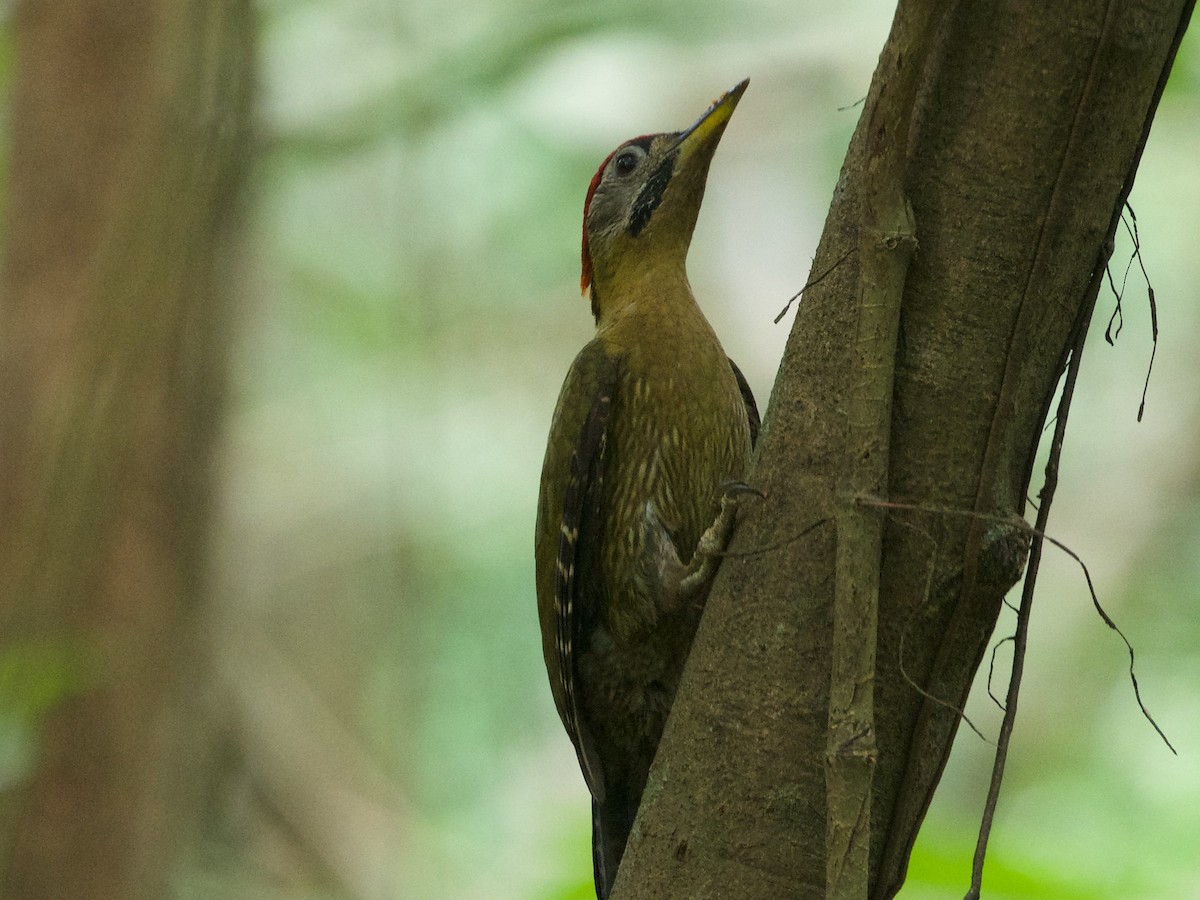 Laced Woodpecker - ML620164260