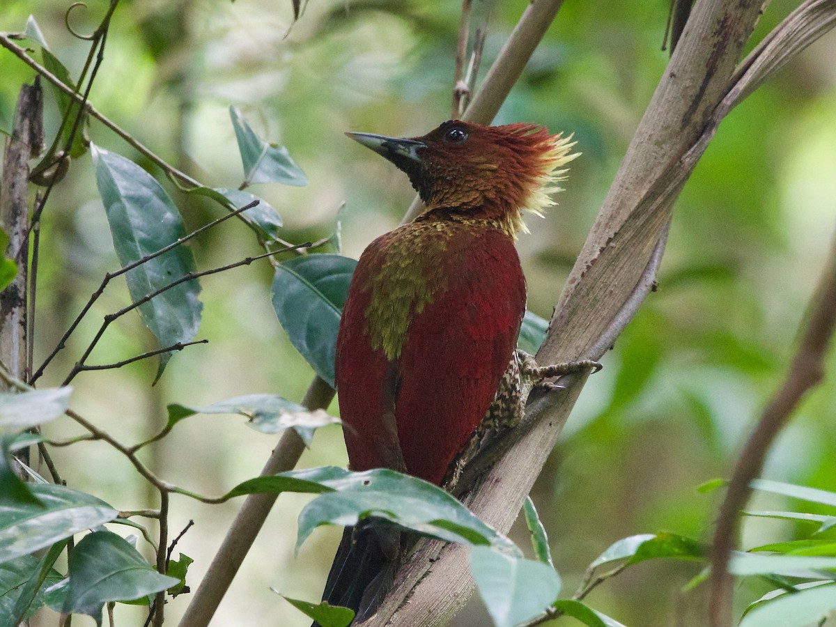 Banded Woodpecker - ML620164261