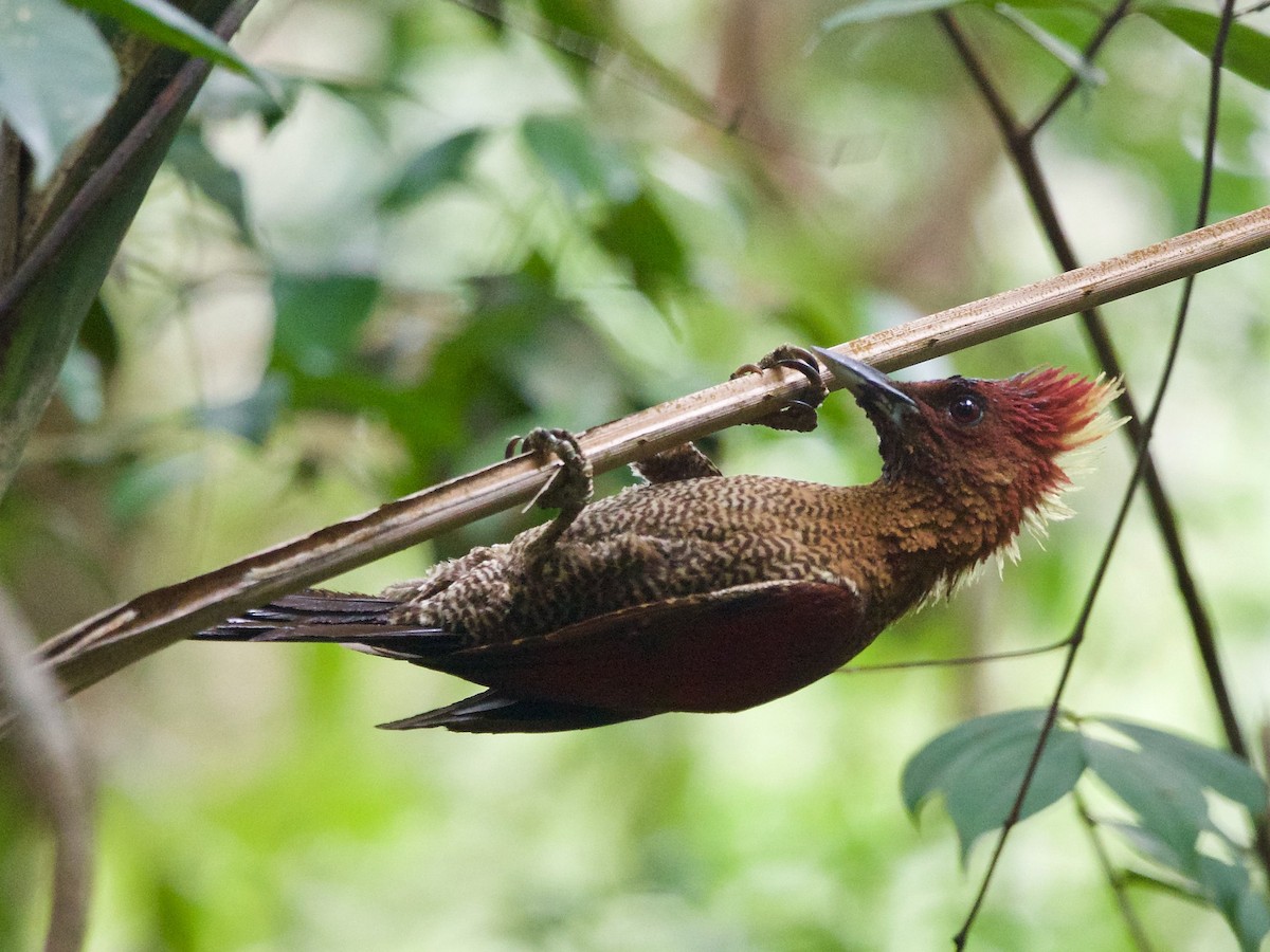 Banded Woodpecker - ML620164262