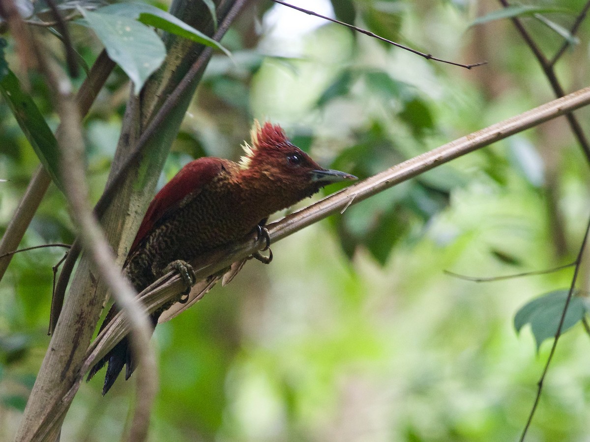 Banded Woodpecker - ML620164263