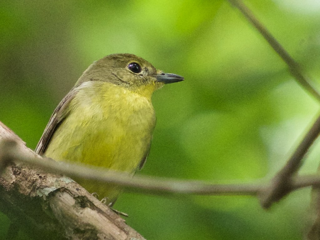 Green-backed Flycatcher - Anonymous