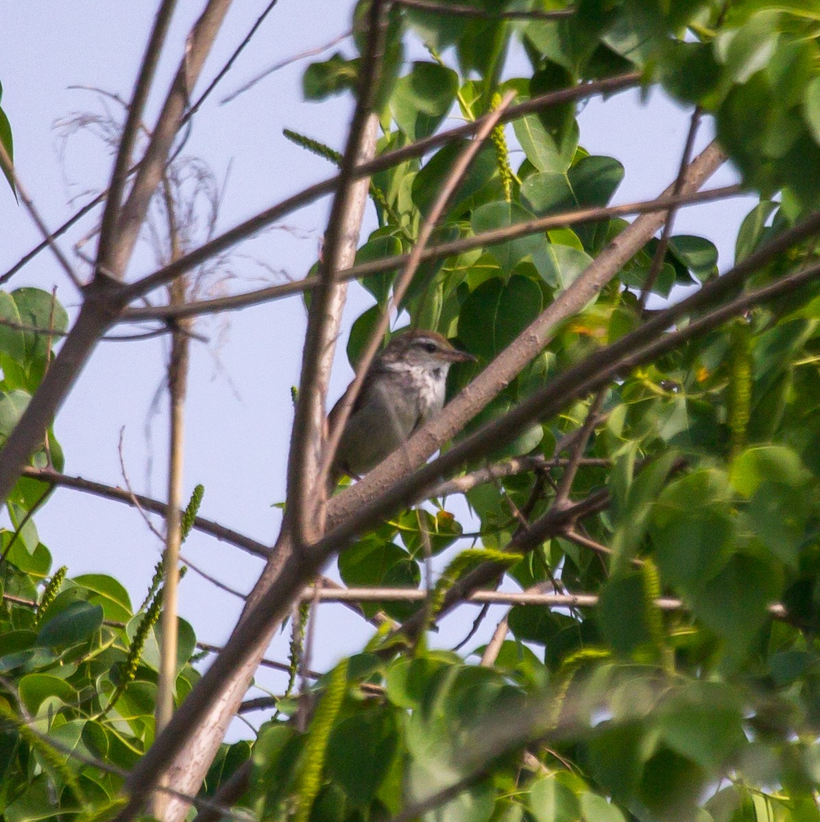 Manchurian Bush Warbler - ML620164274