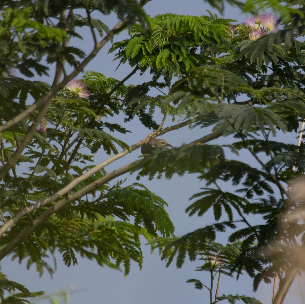 Manchurian Bush Warbler - ML620164280