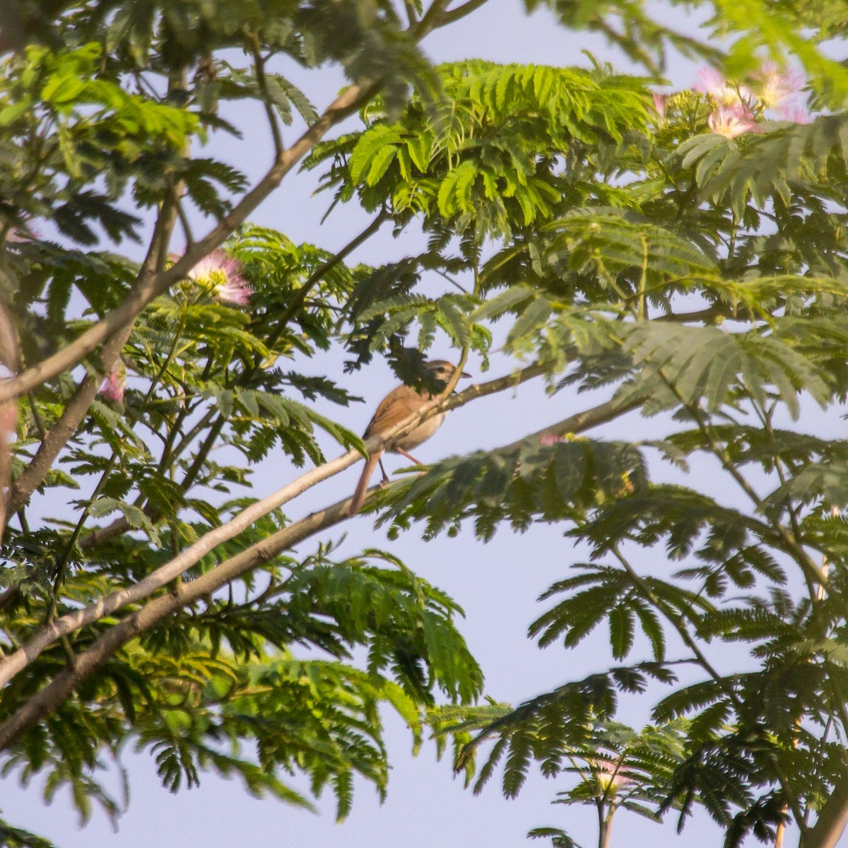 Manchurian Bush Warbler - ML620164283