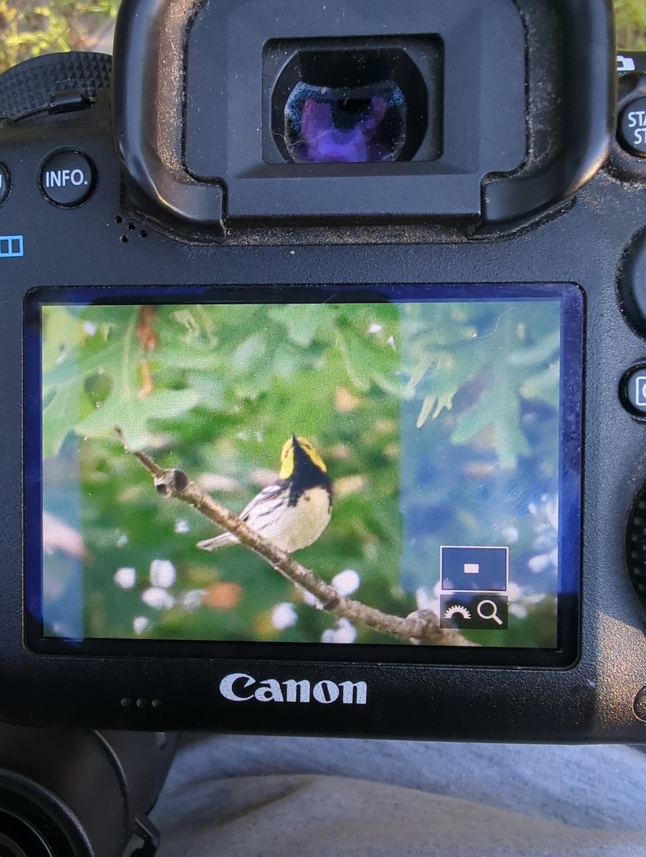 Black-throated Green Warbler - ML620164285