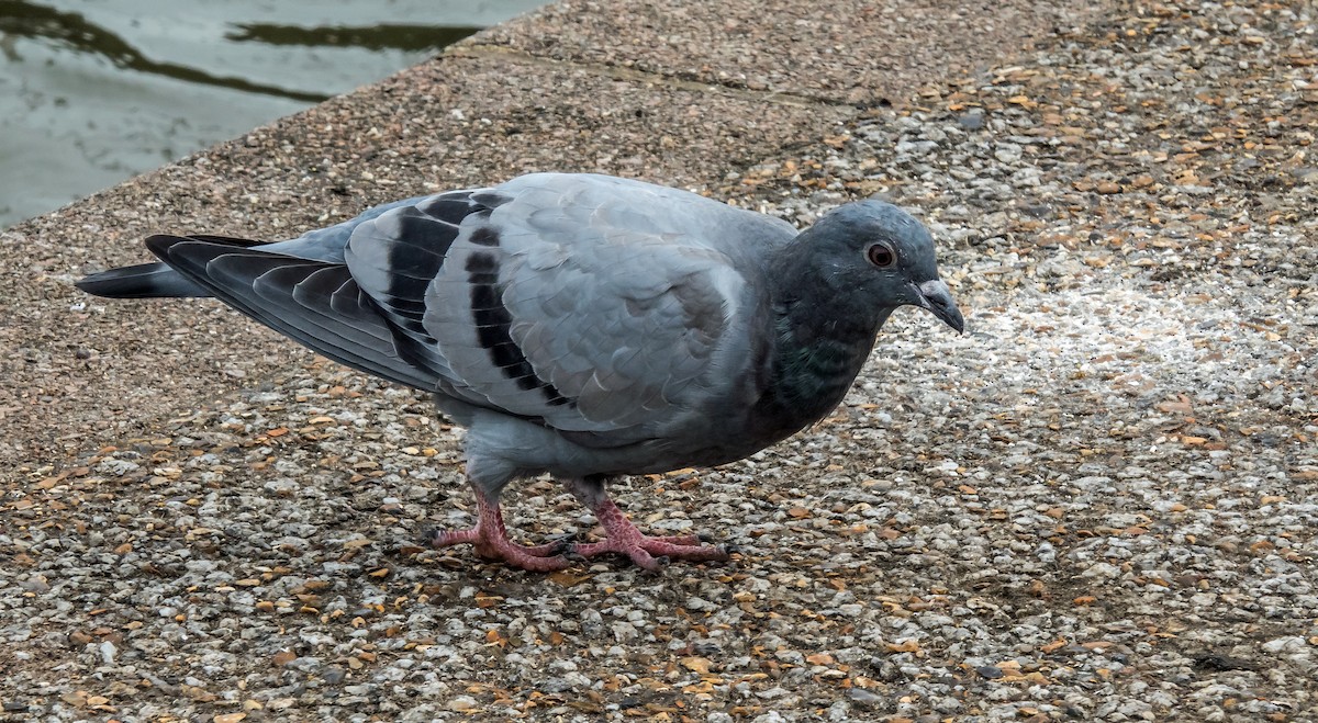 Rock Pigeon (Feral Pigeon) - ML620164290