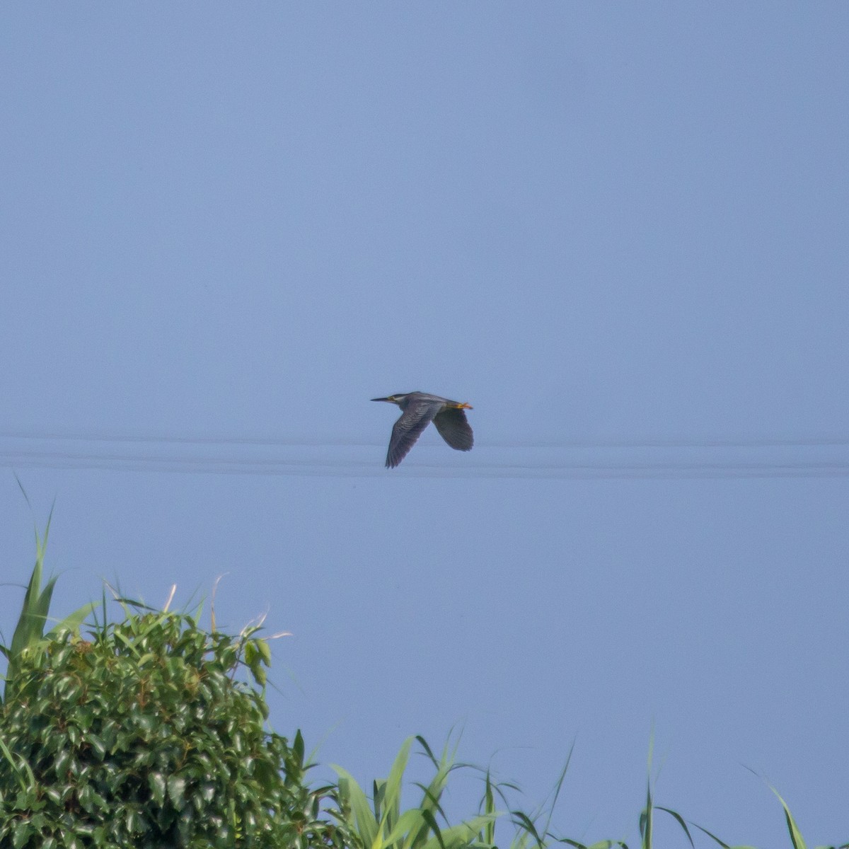 Striated Heron - ML620164291