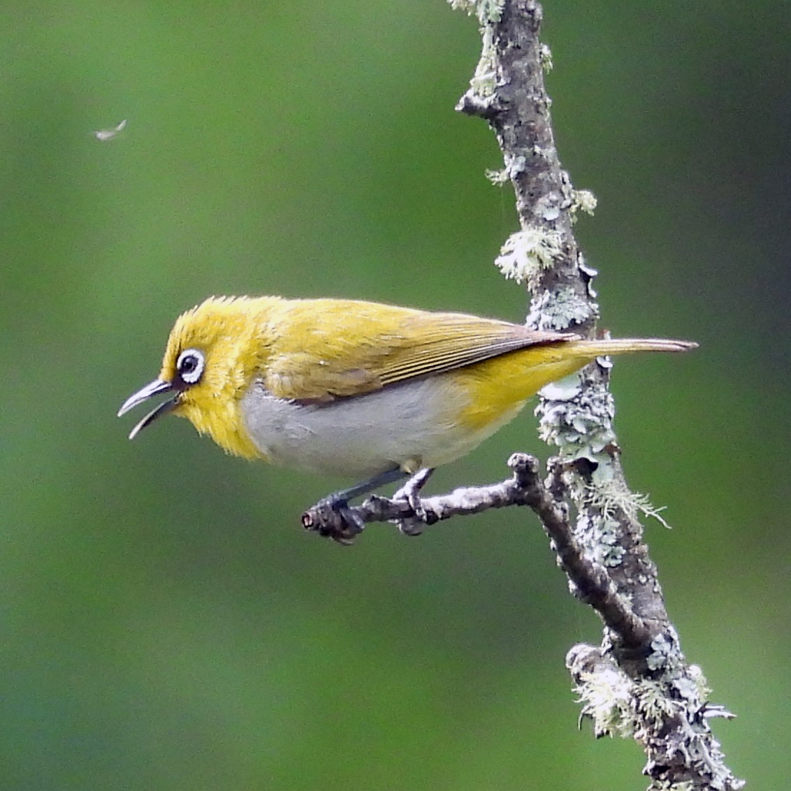 Indian White-eye - ML620164294