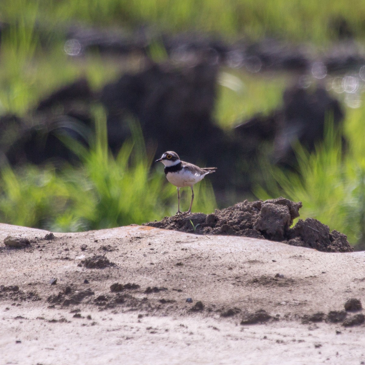 Little Ringed Plover - ML620164303