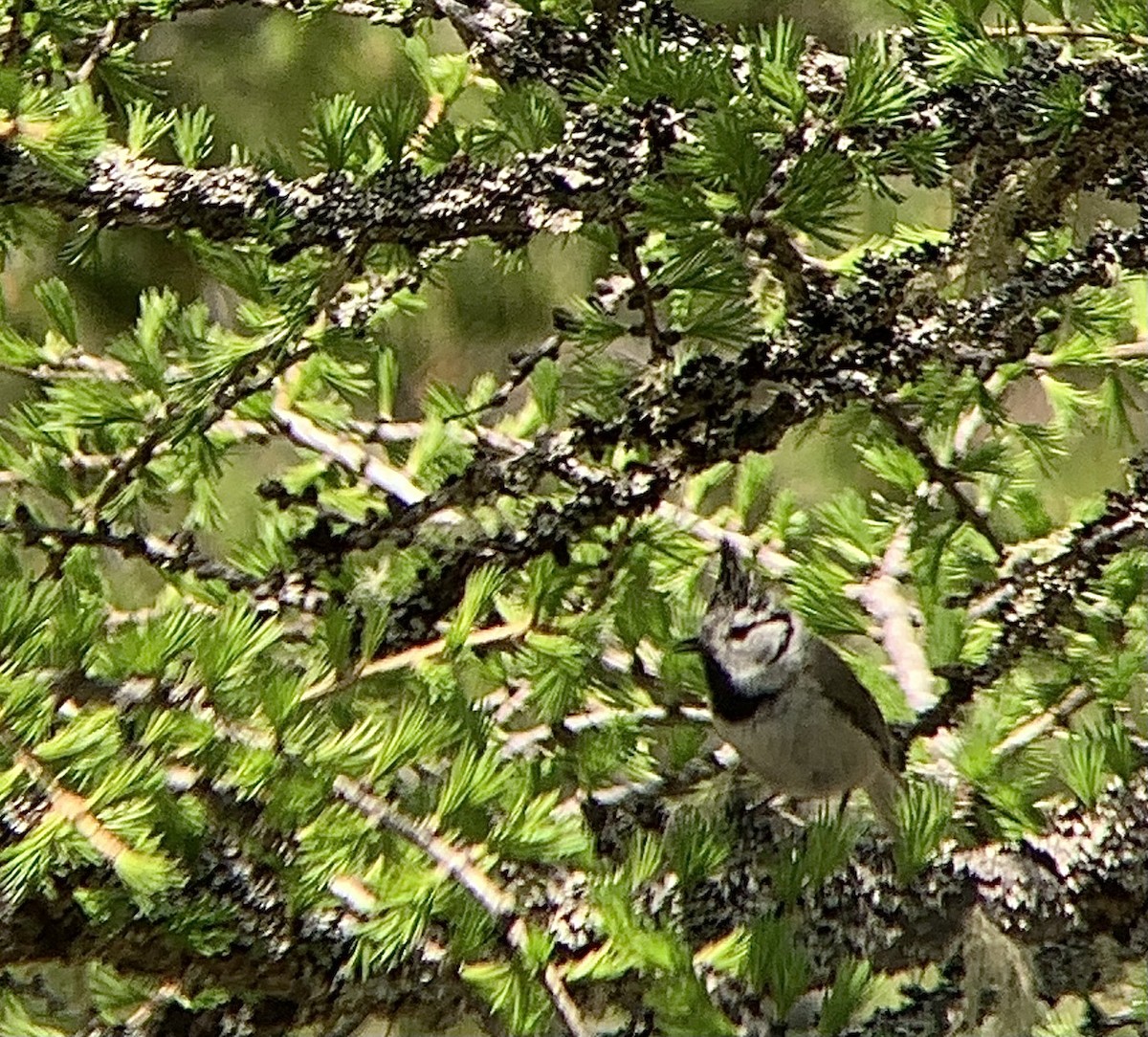 Crested Tit - ML620164304