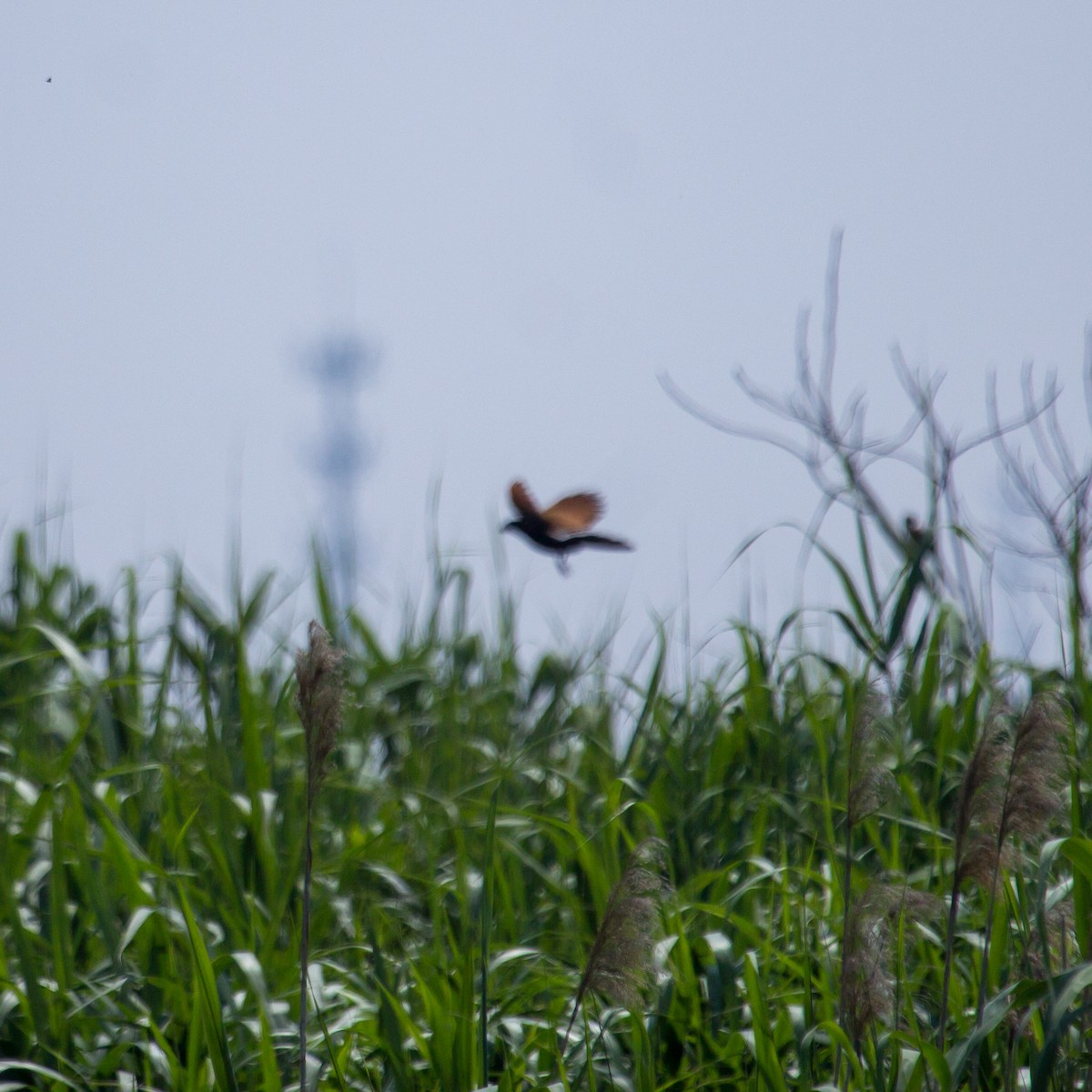 Lesser Coucal - ML620164310