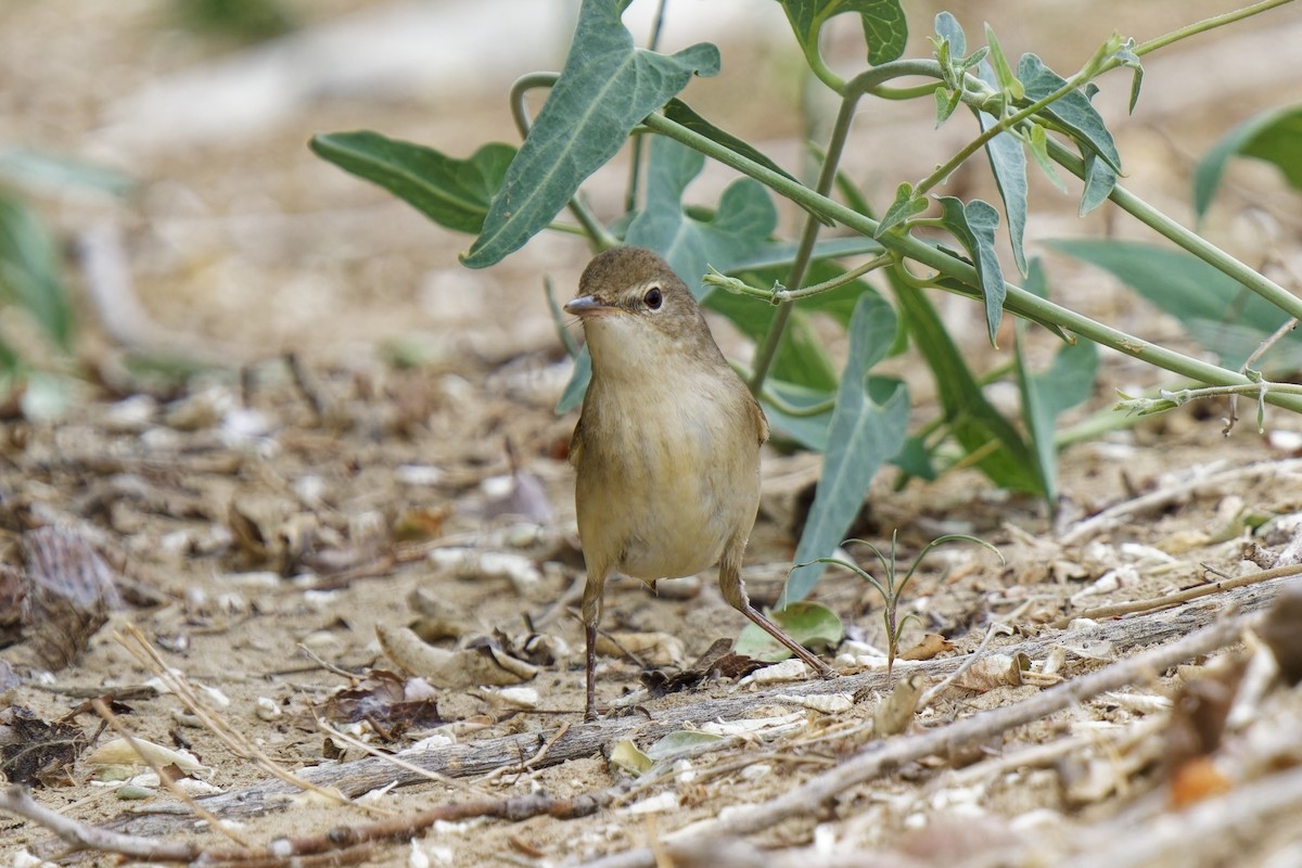 Blyth's Reed Warbler - ML620164316