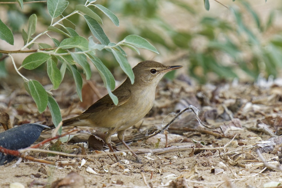 Blyth's Reed Warbler - ML620164317