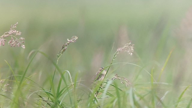 Aquatic Warbler - ML620164322