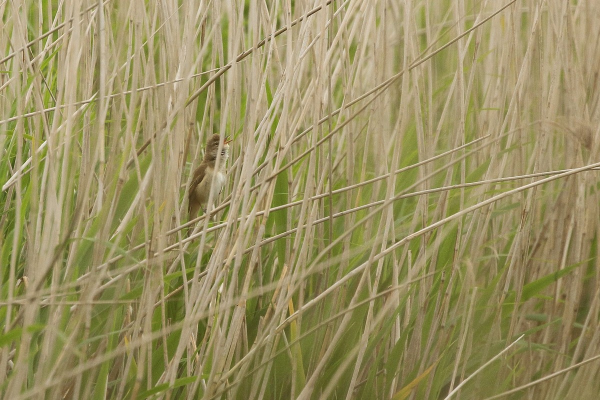 Great Reed Warbler - ML620164336