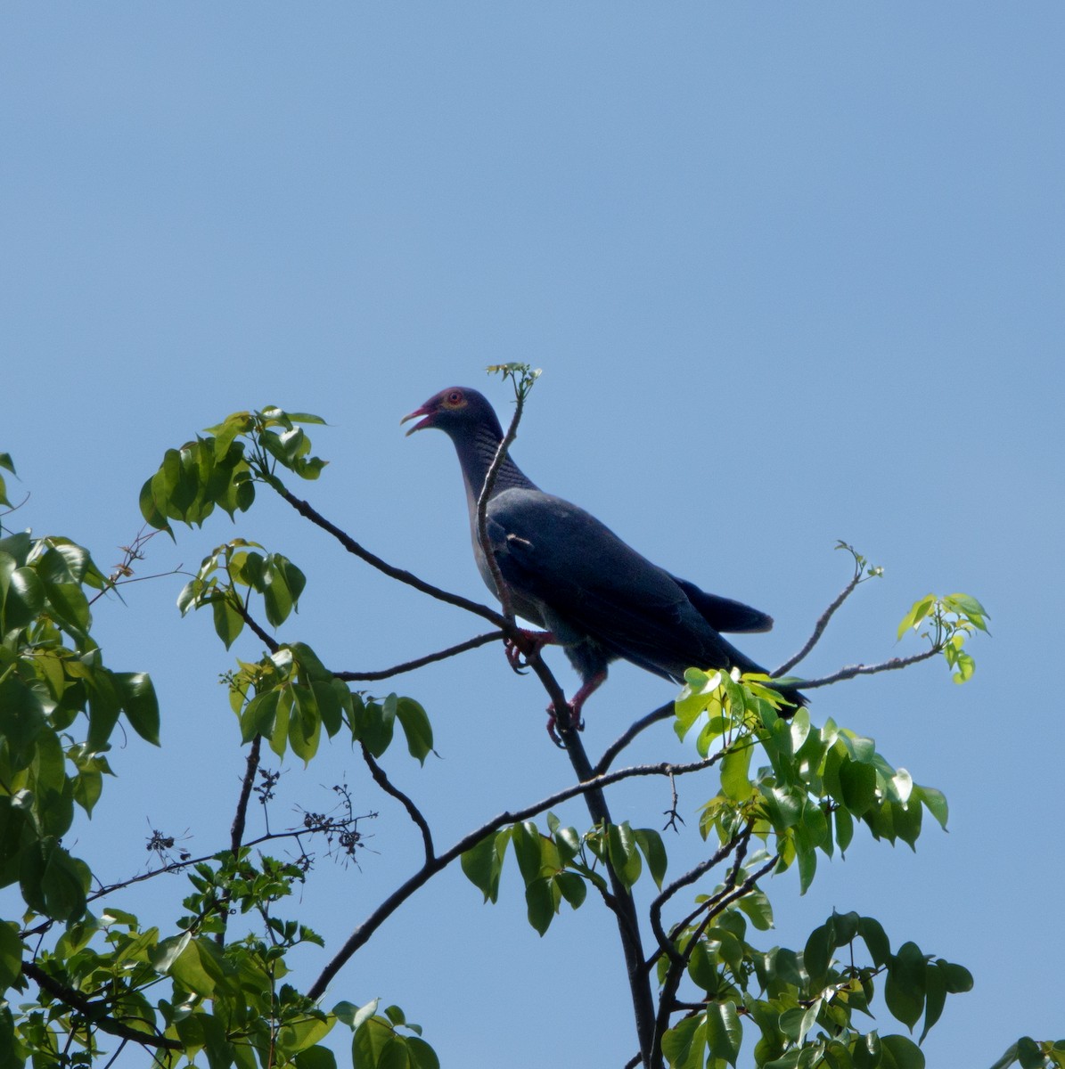 Scaly-naped Pigeon - ML620164343