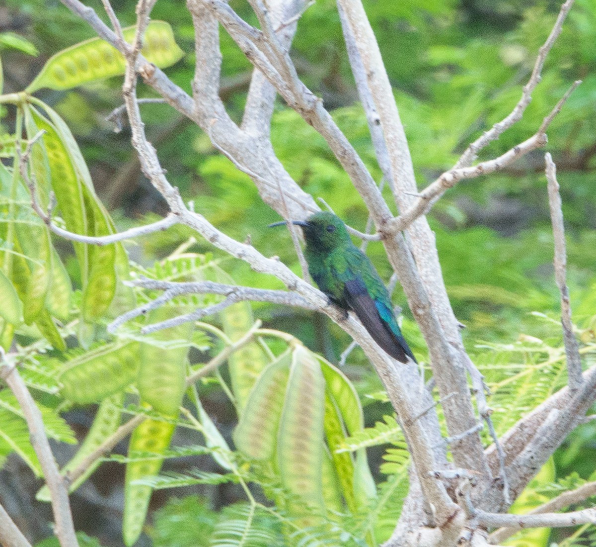 Зеленогрудый колибри - ML620164351