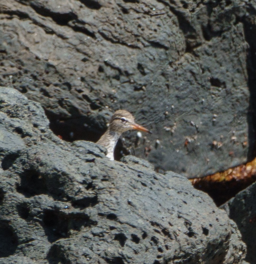 Spotted Sandpiper - ML620164353