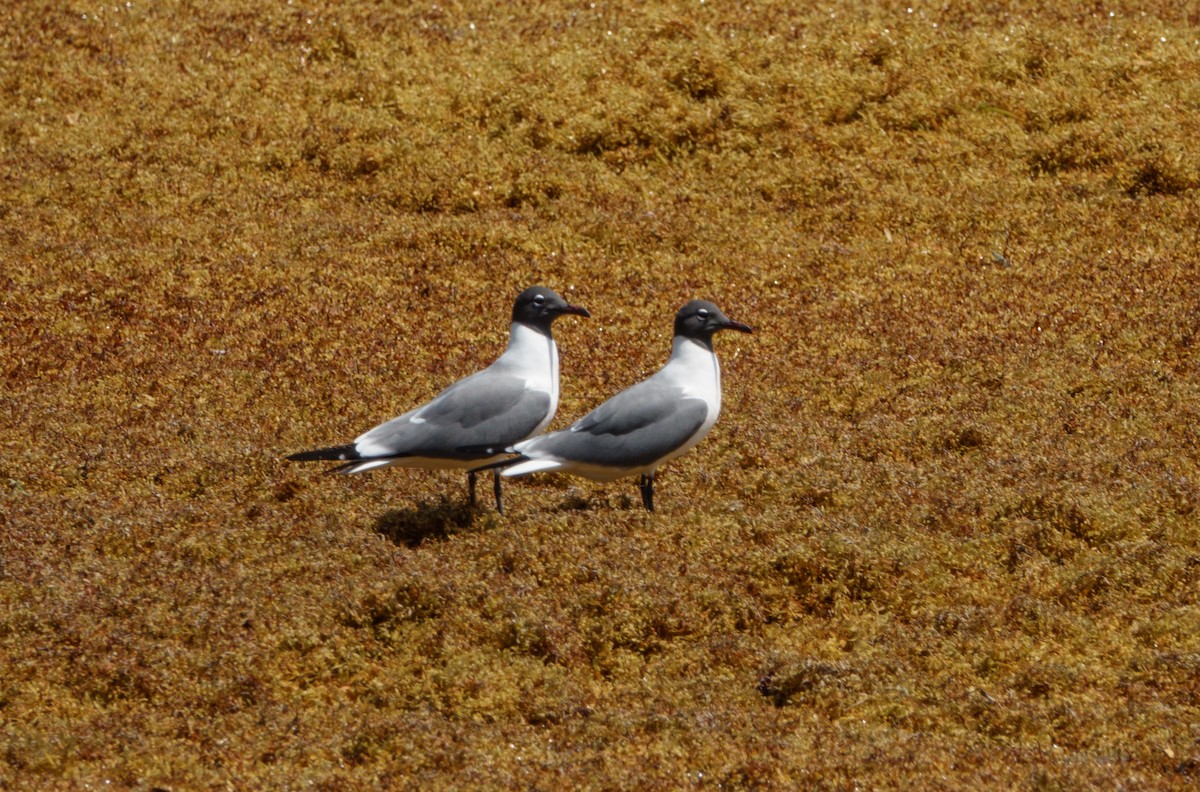 Mouette atricille - ML620164354