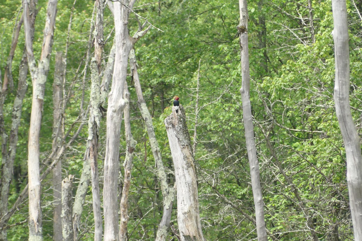 Red-headed Woodpecker - ML620164362