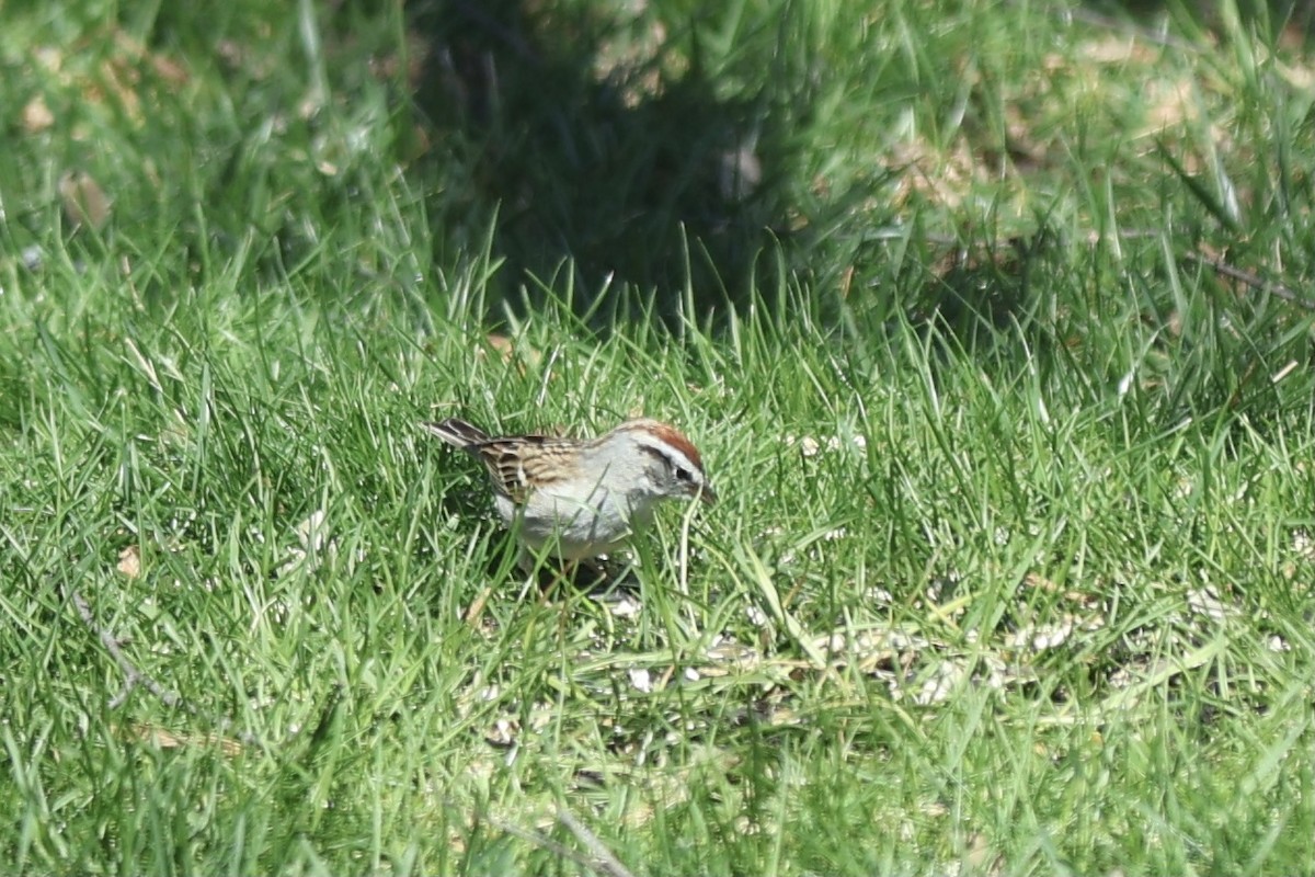 Chipping Sparrow - ML620164366