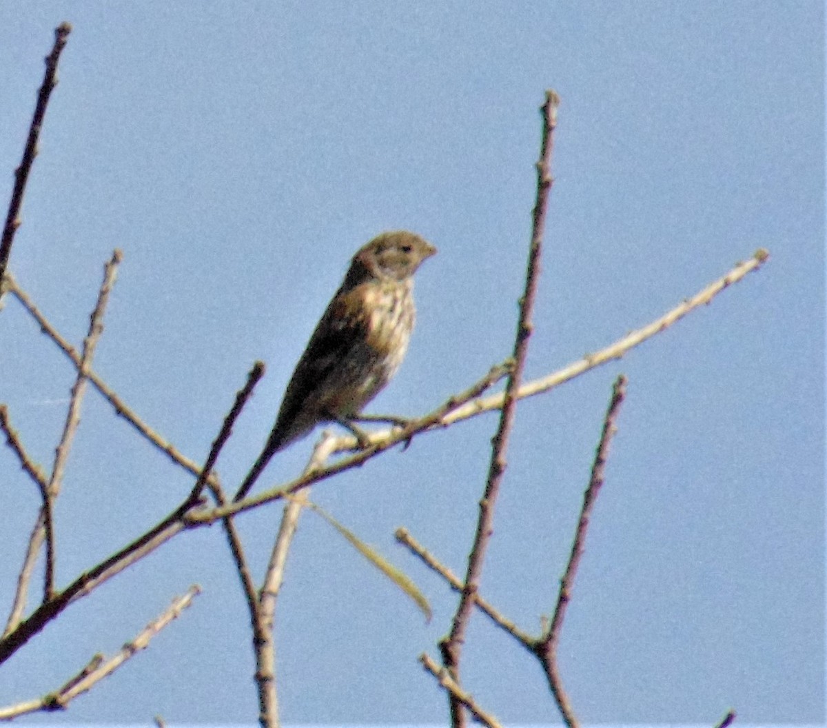 Band-tailed Seedeater - ML620164368