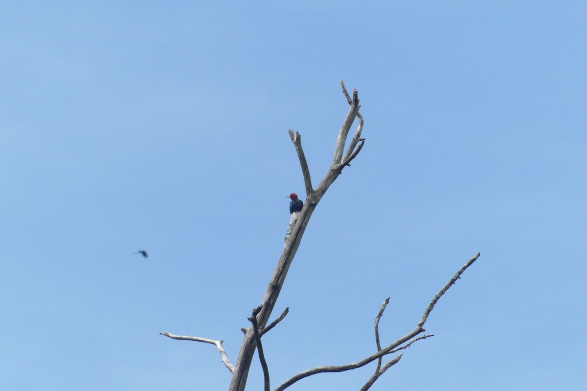 Red-headed Woodpecker - ML620164374
