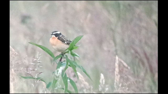 Tarier des prés - ML620164376