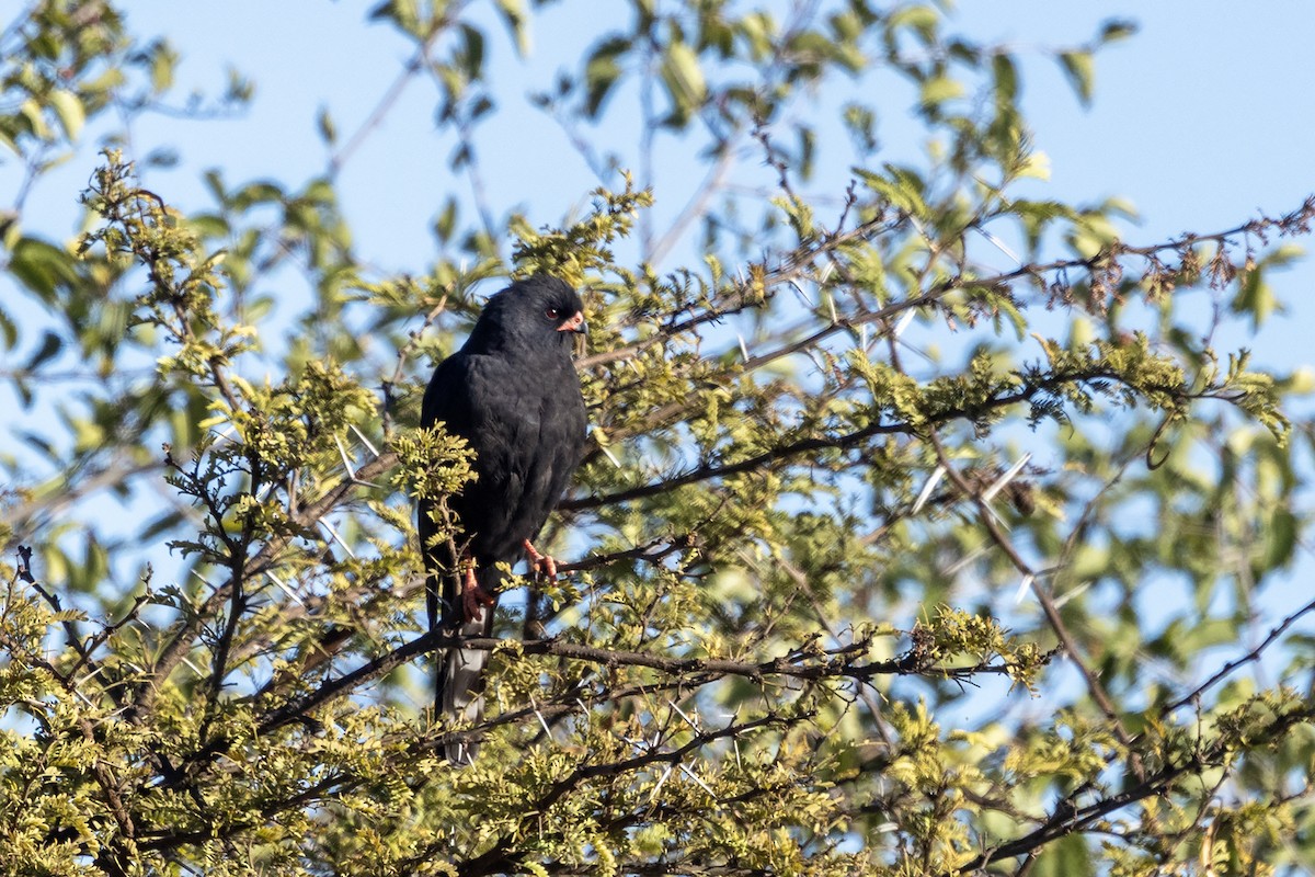 Gabar Goshawk - ML620164378