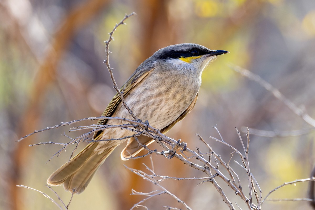 Singing Honeyeater - ML620164381