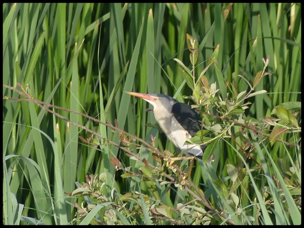 Little Bittern - ML620164389