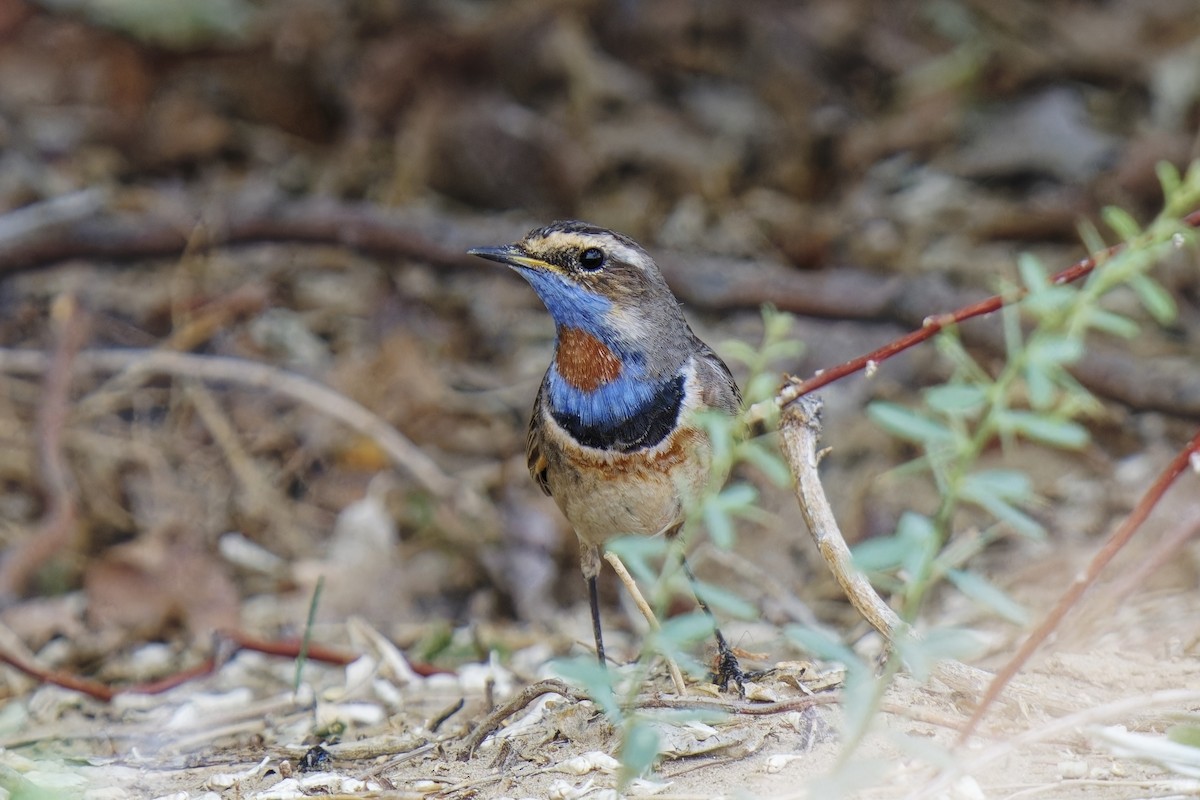 Bluethroat (Red-spotted) - ML620164394