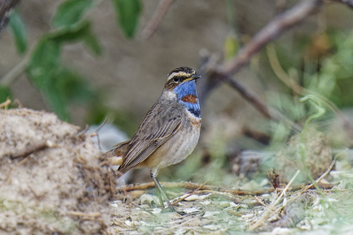 Bluethroat (Red-spotted) - ML620164395