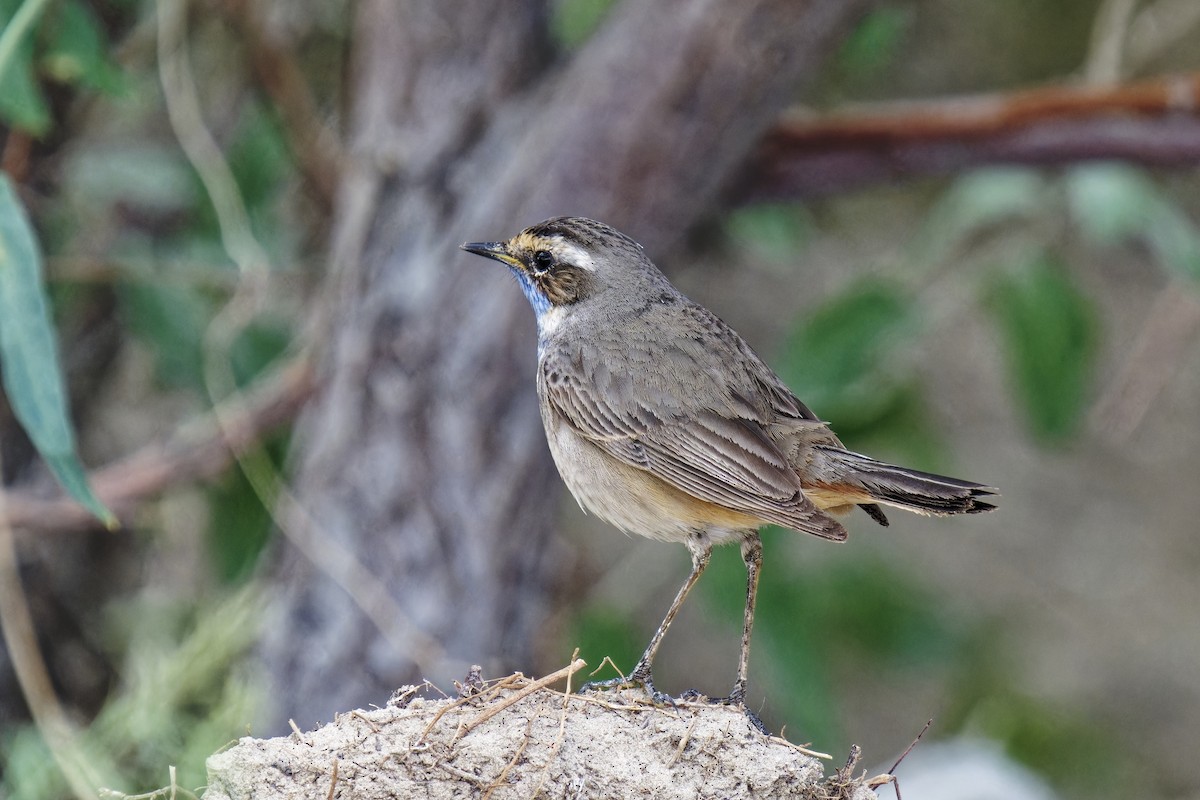 Bluethroat (Red-spotted) - ML620164396