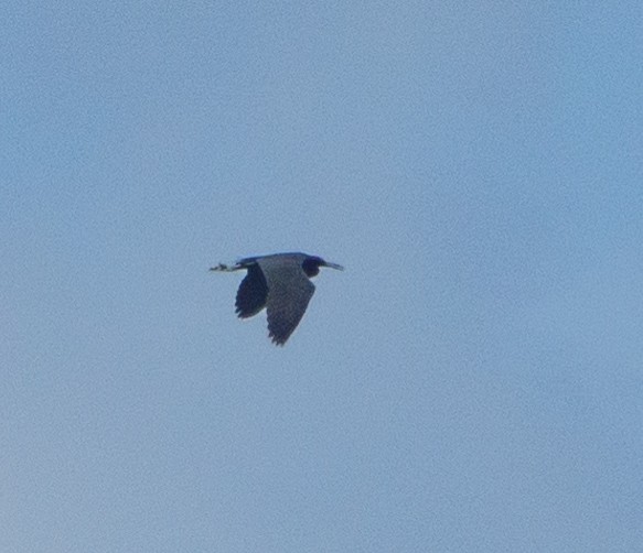 Little Blue Heron - ML620164397