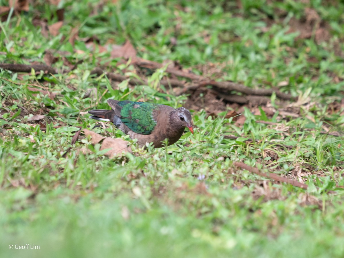 Asian Emerald Dove - ML620164398